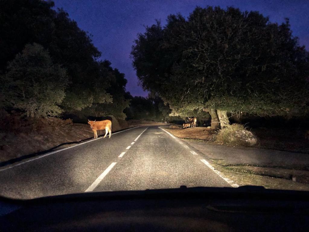 Orgosolo B&B Sardegna Zewnętrze zdjęcie